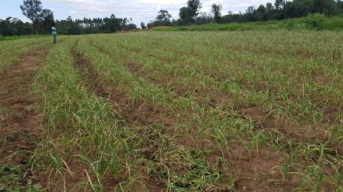 WhatsApp Image 2019-08-10 at 08.42.50(1)